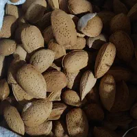 بادام شیرین امسال