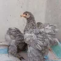 برهما