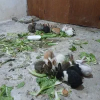 20عدد بچه خرگوش یک ماهه