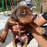 توله سگ دبرمن اصل اصل بلوطی ومشکی براق