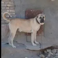 سگ سرابی اصیل