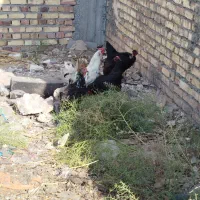 ۵تا مرغ و یک خروس|حیوانات مزرعه|تربت جام, یحیی آباد|دیوار