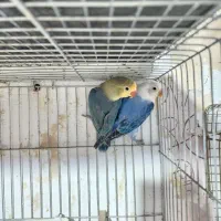 مولدطوطی برزیلی رنگ خاص با 5 جوجه|پرنده|کرمان, |دیوار