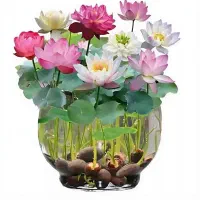 بذر گل نیلوفر آبی رنگهای مختلف