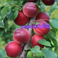 نهالستان سبزنهال انواع نهال های مثمر و غیر مثمر|خدمات باغبانی و درختکاری|مهریز, |دیوار