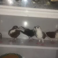 فروش شش کفتر پشتی به صورت یکجا