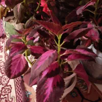 گل‌و‌گیاه‌طبیعی‌|گل و گیاه طبیعی|بروجرد, |دیوار