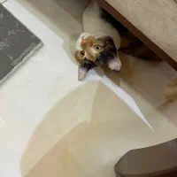 گربه|گربه|اصفهان, جلفا|دیوار