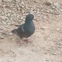 ماده زاغ