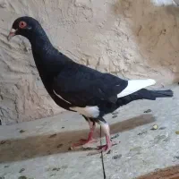 کبوتر۳عددقاراسینهسرخنربدرنگنر|پرنده|الوند, |دیوار