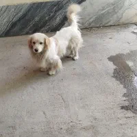 سگ .