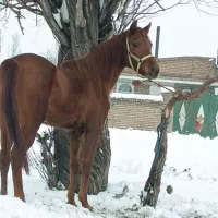 مادیون شیش دانگ|اسب و تجهیزات اسب‌سواری|سیلوانه, |دیوار