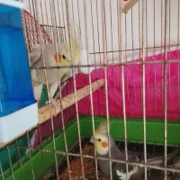 عروس هلندی|پرنده|پیرانشهر, |دیوار