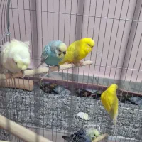 مرغ عشق پروانه ای