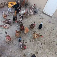 فروشی|حیوانات مزرعه|کبودرآهنگ, |دیوار