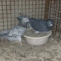 تعدادی کفتر خوب