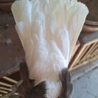 پرنده|پرنده|الوند, |دیوار