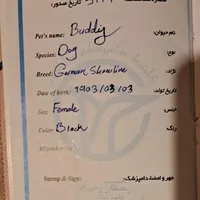 ژرمن بلک با شناسنامه و ارزان و قابل معاوضه|سگ|رشت, سلیمانداراب|دیوار