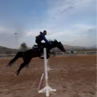 اموزش سوارکاری،پانسیون، گشت هفتگی