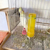فروشی عروس هلندی|پرنده|مسجد سلیمان, |دیوار
