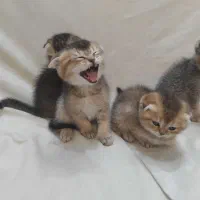 بچه گربه اسکاتیش بریتیش.