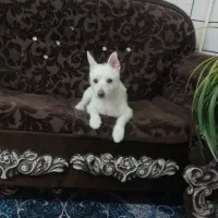 سگ اشپیدز با نمک او حرف گوش کن