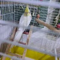 یک عدد عروس نر