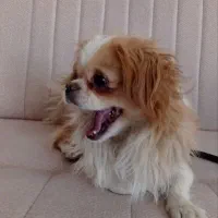 پاکوتا|سگ|بستان آباد, |دیوار