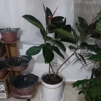 گل فیکوس  بلک سه شاخه درشت