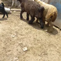 فروش دو عدد بره قوچ