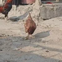 مرغ خروس جوان تخم گذار باهم خانگی هستن|حیوانات مزرعه|نگین شهر, |دیوار