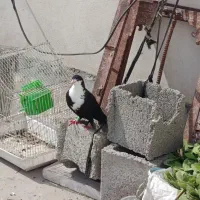 کبوتر ماده ریش نر پوشتی جوفتب 850