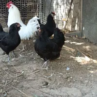 مرغ و خروس ریشی|حیوانات مزرعه|اهرم, |دیوار