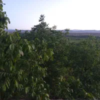 فروش باغ گردو در ملاباقر