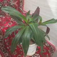 گل بزرگ