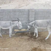 خر الاغ|حیوانات مزرعه|برازجان, |دیوار