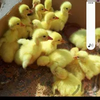 جوجه غاز یک هفته ای .*فریمان*|پرنده|مشهد, ترمینال|دیوار
