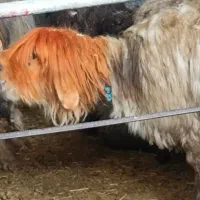 فروش میش آبستن. زاییده. جوان قوچ بره. تخمی