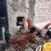 فروش خروس ومرغ|پرنده|بیرجند, |دیوار