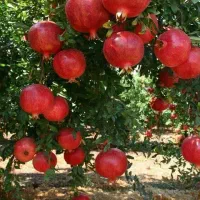 تولید نهال ارقام نهال انار شیرین