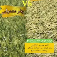 گندم رقم تک تاز