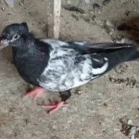 نر و ماده و جوجه سینه ای یتیم|پرنده|قم, خندق|دیوار