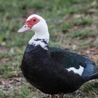 اردک اسراییلی