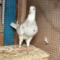 کبوتر طوقی|پرنده|کنارک, |دیوار