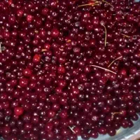 آلبالوی تازه