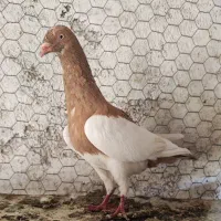 یهودی ماده