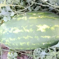 هندوانه