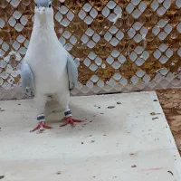 کبودر|پرنده|مشهد, انصار|دیوار