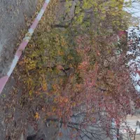 حیاط ویلایی|فروش خانه و ویلا|ورزقان, |دیوار