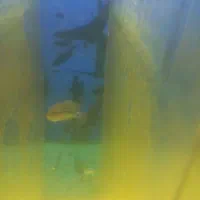 فلاور|ماهی|قم, پردیسان|دیوار